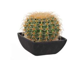 cactus ball